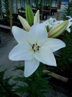 [1647 Litouwen No01.JPG]